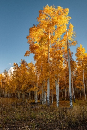 Picture of ASPENS GLOW BRIGHT ORANGE IN LATE AFTERNOON SUN-COLORADO-WALDEN-USA.