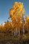 Picture of ASPENS GLOW BRIGHT ORANGE IN LATE AFTERNOON SUN-COLORADO-WALDEN-USA.