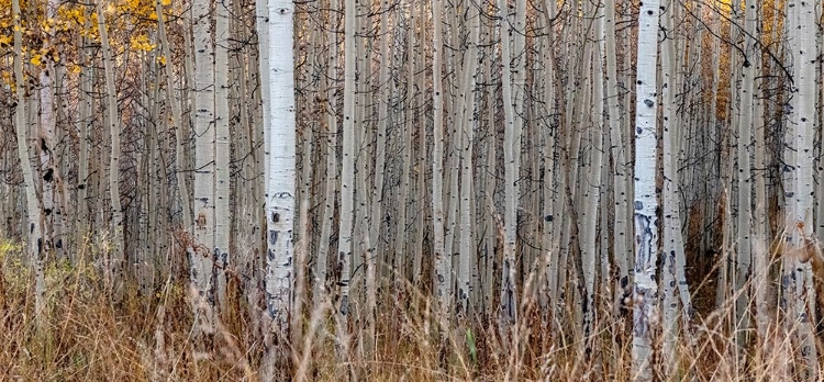 Picture of ASPEN TREE TRUNKS-COLORADO-WALDEN-USA.