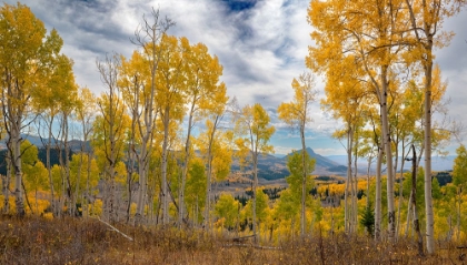 Picture of VISTAS SHOW OFF MILES OF FALL ASPEN FORESTS-COLORADO-WALDEN-USA.