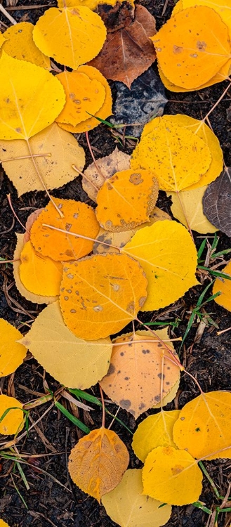 Picture of ASPEN LEAF CLOSE-UP-COLORADO-WALDEN-USA.