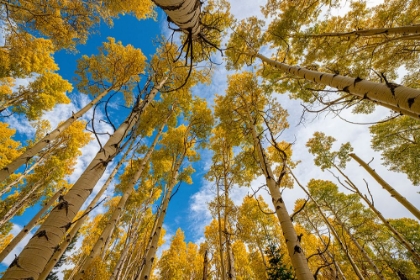 Picture of ASPEN GROVE IN FALL-IN THE ROCKIES-COLORADO-USA.