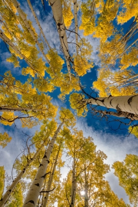 Picture of ASPEN FOREST IN COLORADO-WALDEN-USA.