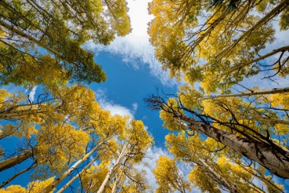 Picture of ASPEN FOREST PROVIDES A PIECE OF HEAVEN-COLORADO-WALDEN-USA.