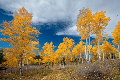 Picture of ASPENS GLOW WITH FALL COLOR-COLORADO-WALDEN-USA.