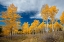 Picture of ASPENS GLOW WITH FALL COLOR-COLORADO-WALDEN-USA.