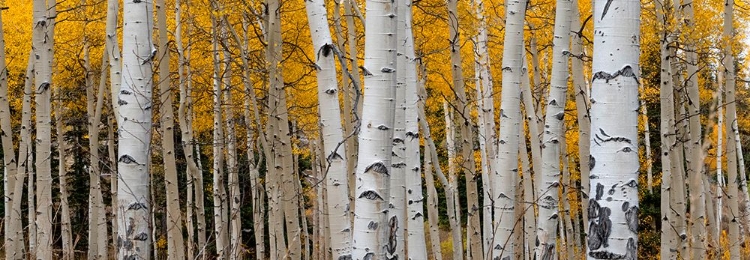 Picture of ASPEN TREE TRUNKS AND LEAVES BLEND IN THIS AUTUMN IMAGE-ROCKY MOUNTAINS-COLORADO-USA.