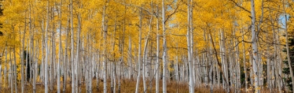 Picture of ASPEN GROVE IN FALL GLOWS IN THIS IMAGE. ROCKY MOUNTAINS-COLORADO-USA.