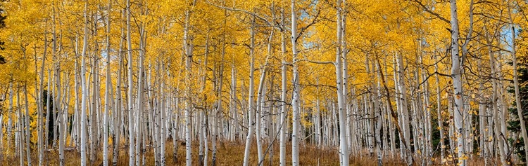 Picture of ASPEN GROVE IN FALL GLOWS IN THIS IMAGE. ROCKY MOUNTAINS-COLORADO-USA.