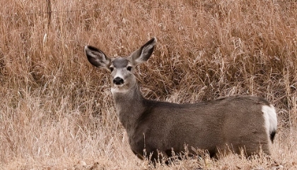 Picture of DEER LOOKING AT CAMERA