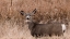 Picture of DEER LOOKING AT CAMERA