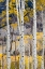 Picture of USA-COLORADO. LIGHT DAPPLED ASPEN FORESTS-KEBLER PASS-GUNNISON NATIONAL FOREST