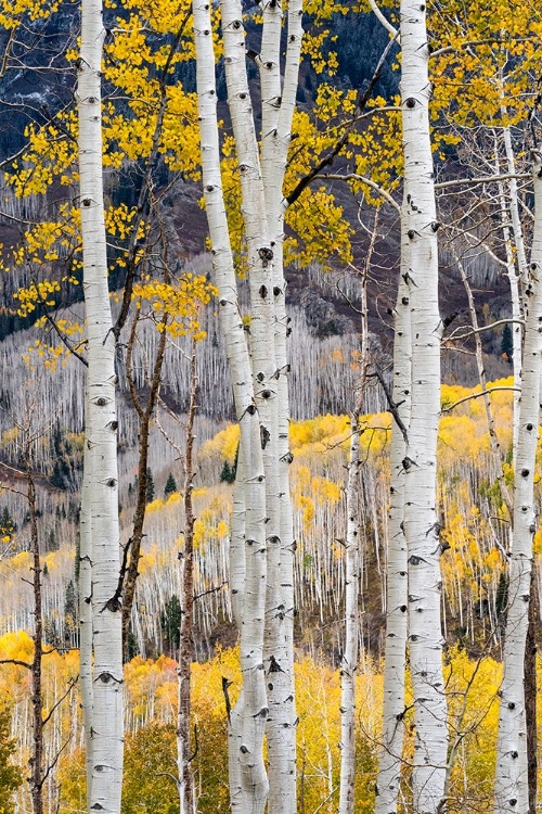 Picture of USA-COLORADO. LIGHT DAPPLED ASPEN FORESTS-KEBLER PASS-GUNNISON NATIONAL FOREST