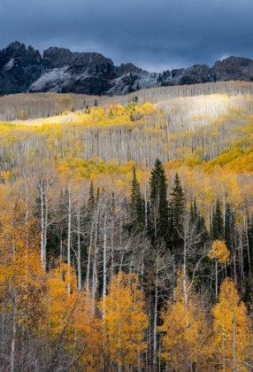 Picture of USA-COLORADO. LIGHT DAPPLED ASPEN FORESTS-KEBLER PASS-GUNNISON NATIONAL FOREST