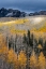 Picture of USA-COLORADO. LIGHT DAPPLED ASPEN FORESTS-KEBLER PASS-GUNNISON NATIONAL FOREST