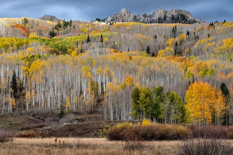 Picture of USA-COLORADO. LIGHT DAPPLED ASPEN FORESTS-KEBLER PASS-GUNNISON NATIONAL FOREST