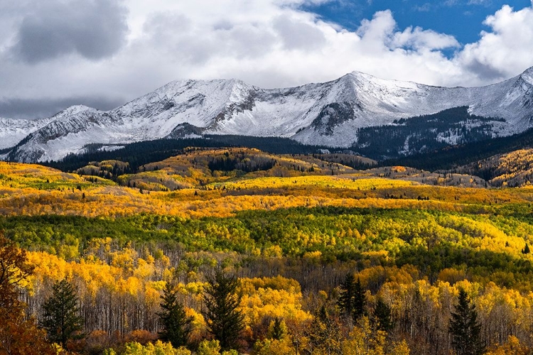 Picture of USA-COLORADO. LIGHT DAPPLED ASPEN FORESTS-KEBLER PASS-GUNNISON NATIONAL FOREST