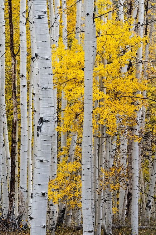 Picture of USA-COLORADO. LIGHT DAPPLED ASPEN FORESTS-KEBLER PASS-GUNNISON NATIONAL FOREST