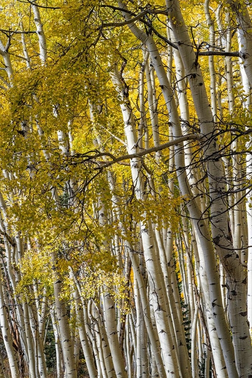 Picture of USA-COLORADO. LIGHT DAPPLED ASPEN FORESTS-KEBLER PASS-GUNNISON NATIONAL FOREST