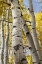 Picture of USA-COLORADO. LIGHT DAPPLED ASPEN FORESTS-KEBLER PASS-GUNNISON NATIONAL FOREST