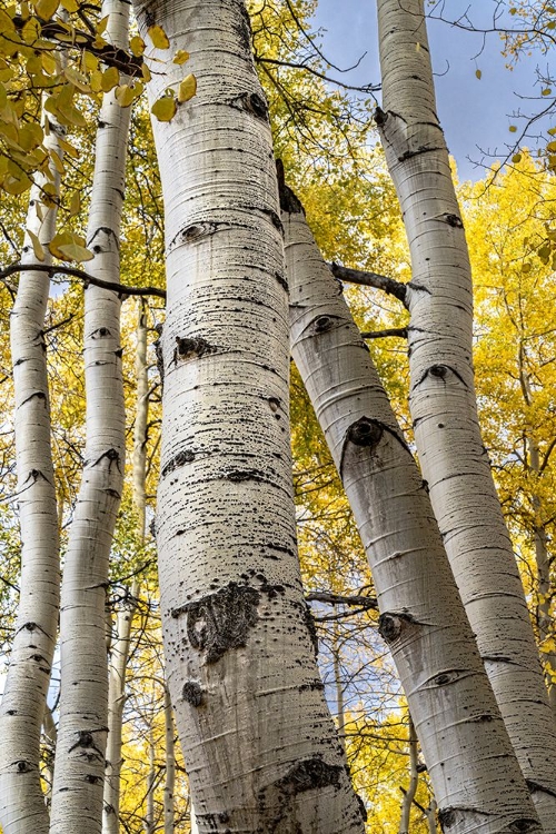 Picture of USA-COLORADO. LIGHT DAPPLED ASPEN FORESTS-KEBLER PASS-GUNNISON NATIONAL FOREST