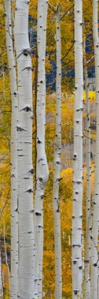 Picture of USA-COLORADO. LIGHT DAPPLED ASPEN FORESTS-KEBLER PASS-GUNNISON NATIONAL FOREST