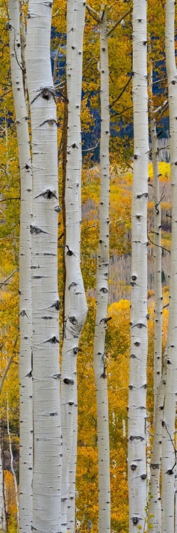 Picture of USA-COLORADO. LIGHT DAPPLED ASPEN FORESTS-KEBLER PASS-GUNNISON NATIONAL FOREST