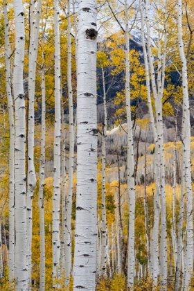 Picture of USA-COLORADO. LIGHT DAPPLED ASPEN FORESTS-KEBLER PASS-GUNNISON NATIONAL FOREST