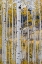 Picture of USA-COLORADO. LIGHT DAPPLED ASPEN FORESTS-KEBLER PASS-GUNNISON NATIONAL FOREST