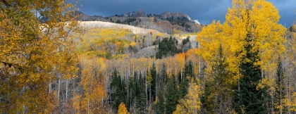 Picture of USA-COLORADO. LIGHT DAPPLED ASPEN FORESTS-KEBLER PASS-GUNNISON NATIONAL FOREST