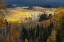 Picture of USA-COLORADO. LIGHT DAPPLED ASPEN FORESTS-KEBLER PASS-GUNNISON NATIONAL FOREST