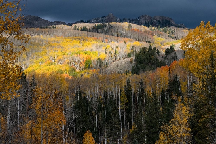 Picture of USA-COLORADO. LIGHT DAPPLED ASPEN FORESTS-KEBLER PASS-GUNNISON NATIONAL FOREST