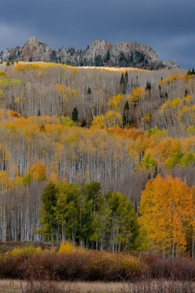 Picture of USA-COLORADO. LIGHT DAPPLED ASPEN FORESTS-KEBLER PASS-GUNNISON NATIONAL FOREST