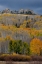 Picture of USA-COLORADO. LIGHT DAPPLED ASPEN FORESTS-KEBLER PASS-GUNNISON NATIONAL FOREST