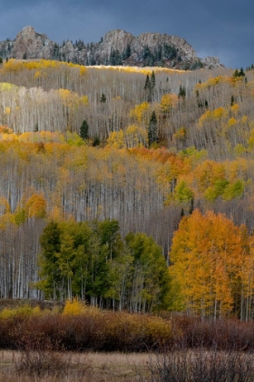 Picture of USA-COLORADO. LIGHT DAPPLED ASPEN FORESTS-KEBLER PASS-GUNNISON NATIONAL FOREST