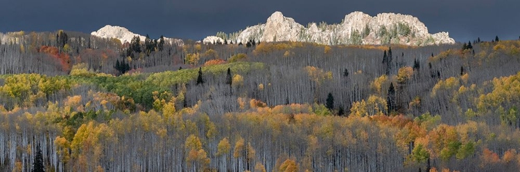 Picture of USA-COLORADO. LIGHT DAPPLED ASPEN FORESTS-KEBLER PASS-GUNNISON NATIONAL FOREST