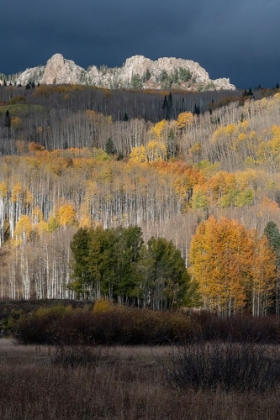 Picture of USA-COLORADO. LIGHT DAPPLED ASPEN FORESTS-KEBLER PASS-GUNNISON NATIONAL FOREST