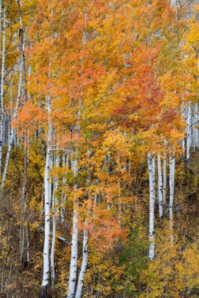 Picture of USA-COLORADO. ASPEN FORESTS-KEBLER PASS-GUNNISON NATIONAL FOREST