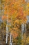 Picture of USA-COLORADO. ASPEN FORESTS-KEBLER PASS-GUNNISON NATIONAL FOREST