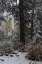 Picture of USA-COLORADO. LATE AUTUMN SNOWFALL-GUNNISON NATIONAL FOREST