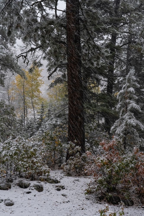 Picture of USA-COLORADO. LATE AUTUMN SNOWFALL-GUNNISON NATIONAL FOREST