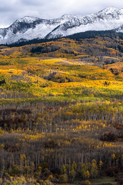 Picture of USA-COLORADO. LIGHT DAPPLED ASPEN FORESTS-KEBLER PASS-GUNNISON NATIONAL FOREST