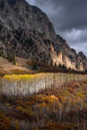 Picture of USA-COLORADO. LIGHT DAPPLED ASPEN FORESTS-KEBLER PASS-GUNNISON NATIONAL FOREST