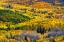 Picture of USA-COLORADO. LIGHT DAPPLED ASPEN FORESTS-KEBLER PASS-GUNNISON NATIONAL FOREST