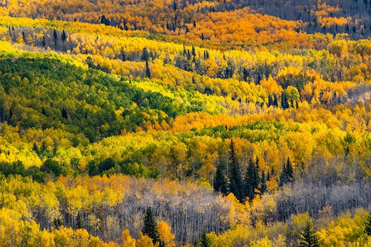 Picture of USA-COLORADO. LIGHT DAPPLED ASPEN FORESTS-KEBLER PASS-GUNNISON NATIONAL FOREST
