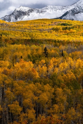 Picture of USA-COLORADO. LIGHT DAPPLED ASPEN FORESTS-KEBLER PASS-GUNNISON NATIONAL FOREST