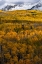 Picture of USA-COLORADO. LIGHT DAPPLED ASPEN FORESTS-KEBLER PASS-GUNNISON NATIONAL FOREST