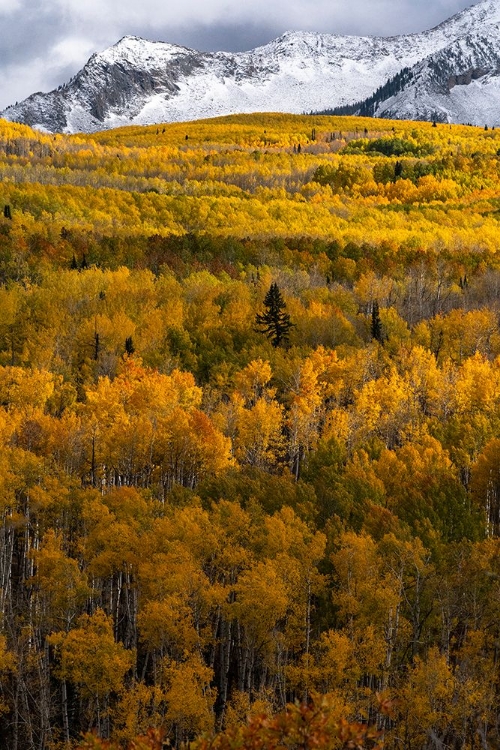 Picture of USA-COLORADO. LIGHT DAPPLED ASPEN FORESTS-KEBLER PASS-GUNNISON NATIONAL FOREST