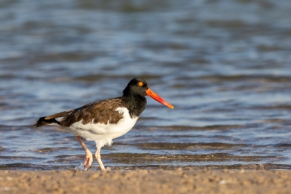 Picture of AMERICAN OYSTER CATCHER IN FORT DESOTO STATE PARK-FLORIDA-USA