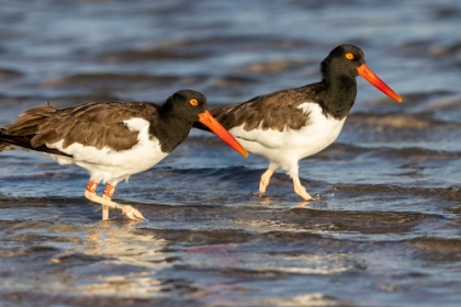 Picture of AMERICAN OYSTER CATCHERS IN FORT DESOTO STATE PARK-FLORIDA-USA